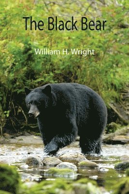 The Black Bear 1