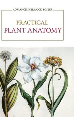 bokomslag Practical Plant Anatomy