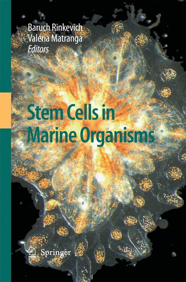 bokomslag Stem Cells in Marine Organisms