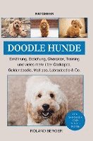 Doodle Hunde Cockapoo, Goldendoodle, Maltipoo, Labradoodle & Co. 1