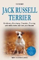 Jack Russell Terrier 1