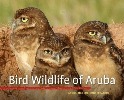 Bird Wildlife of Aruba 1