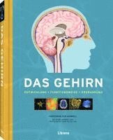 Das Gehirn 1