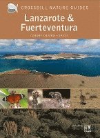 bokomslag Lanzarote And Fuerteventura