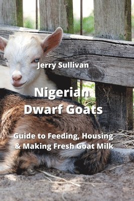 Nigerian Dwarf Goats 1