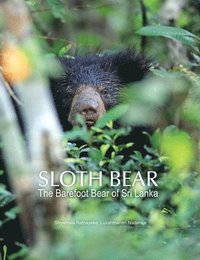 bokomslag Sloth Bear