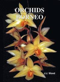 bokomslag Orchids of Borneo Volume 3