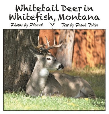 Whitetail Deer in Whitefish, Montana 1