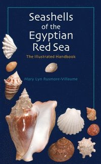 bokomslag Seashells of the Egyptian Red Sea: The Illustrated Handbook