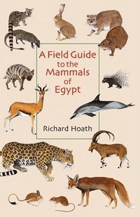 bokomslag A Field Guide to the Mammals of Egypt