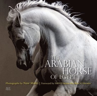 bokomslag The Arabian Horse of Egypt