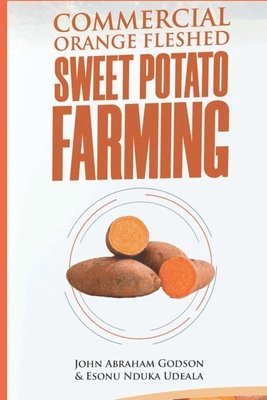 Commercial Orange Fleshed Sweet Potato Farming 1