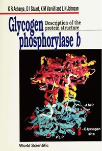 bokomslag Glycogen Phosphorylase B: Description Of The Protein Structure