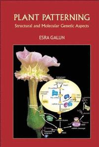 bokomslag Plant Patterning: Structural And Molecular Genetic Aspects