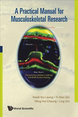 bokomslag Practical Manual For Musculoskeletal Research, A