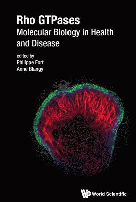 bokomslag Rho Gtpases: Molecular Biology In Health And Disease