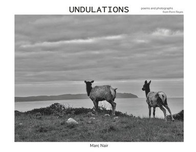 bokomslag Undulations