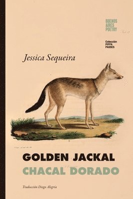 Golden Jackal / Chacal Dorado 1