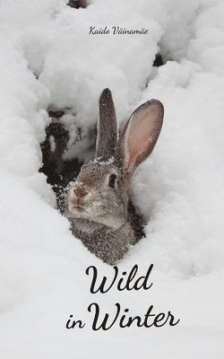 Wild in Winter 1