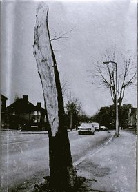 bokomslag Luton Auguries