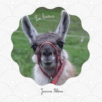 Le lama: documentaire animalier sur les camélidés 1