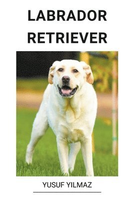 Labrador Retriever 1