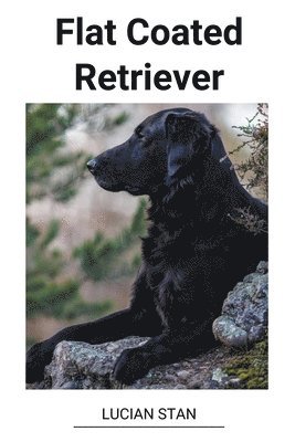 bokomslag Flat Coated Retriever