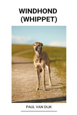 Windhond (Whippet) 1