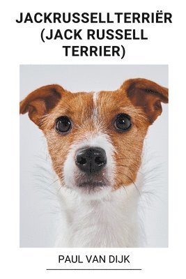 Jackrussellterrier (Jack Russell Terrier) 1