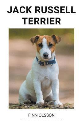 Jack Russell Terrier 1