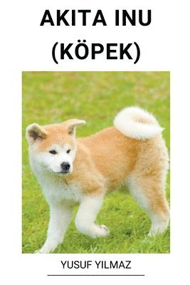 Akita Inu (Kpek) 1