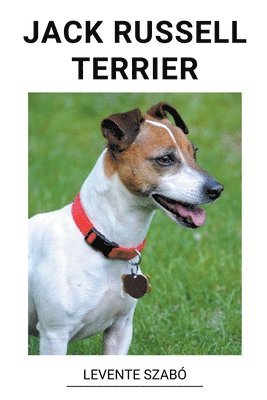 Jack Russell Terrier 1