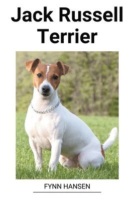 Jack Russell Terrier 1