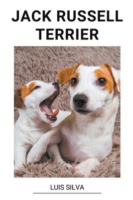 Jack Russell Terrier 1