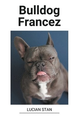 Bulldog Francez 1