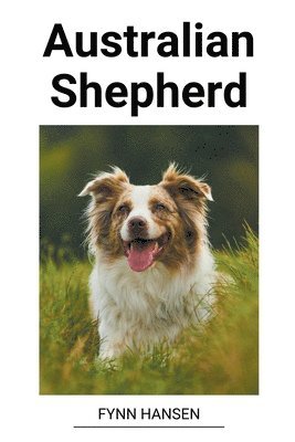 Australian Shepherd 1