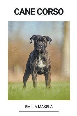 Cane Corso 1