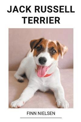 Jack Russell Terrier 1