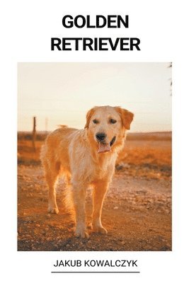 Golden Retriever 1