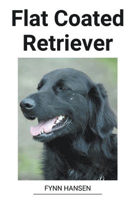 Flat Coated Retriever 1