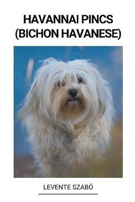 Havannai Pincs (Bichon Havanese) 1