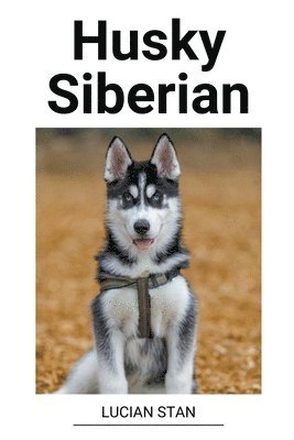 Husky Siberian 1