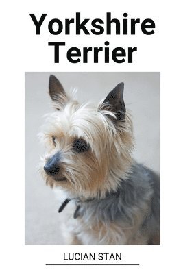 Yorkshire Terrier 1