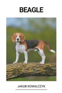 bokomslag Beagle