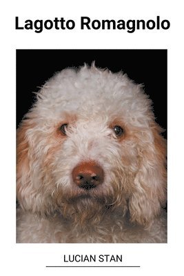 Lagotto Romagnolo 1