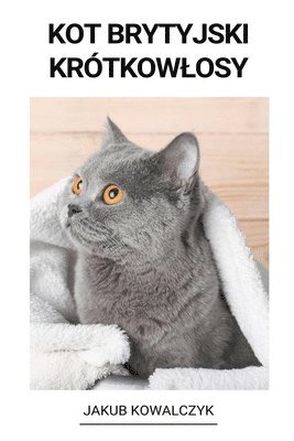 Kot brytyjski krótkowlosy 1