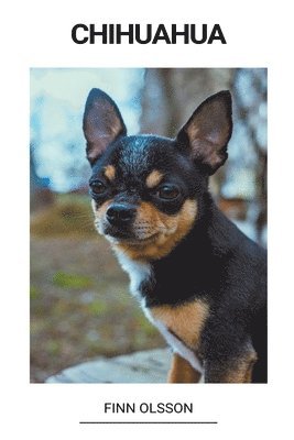 Chihuahua 1