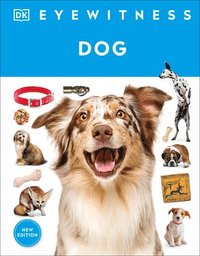 bokomslag Eyewitness Dog