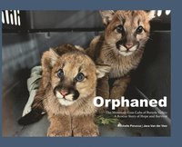 bokomslag Orphaned: The Mountain Lion Cubs of Portola Valley: A Rescue Story of Hope and Survival