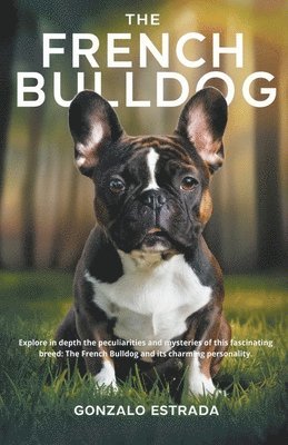 French Bulldog 1